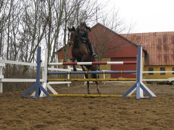 Dansk Varmblod Cavan<3 SOLGT  - Træning hjemme (; billede 8