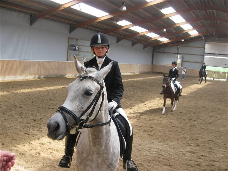 Anden særlig race Moonlight - mig og Moonlight til stævne<3 billede 16