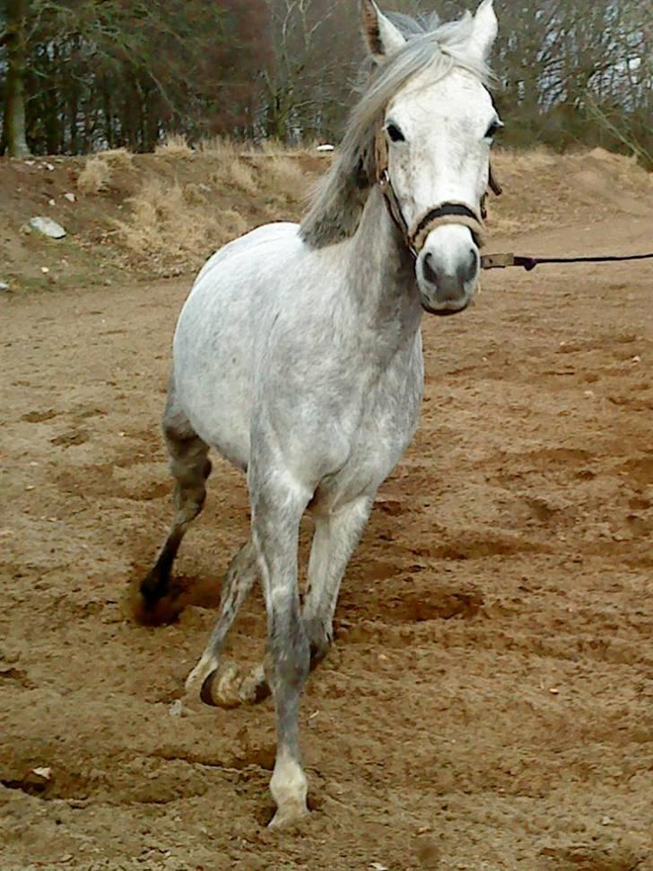 Anden særlig race Moonlight - Moonlight<3 billede 17