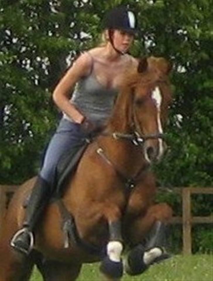 Tysk Sportspony Principal Touch  billede 2