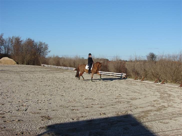 Tysk Sportspony Principal Touch  billede 3