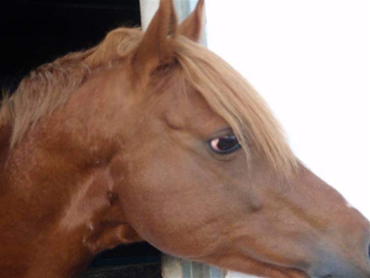 Tysk Sportspony Principal Touch  billede 5