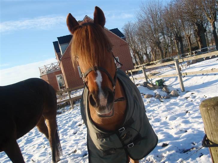 Tysk Sportspony Principal Touch  - "Hej med dig" med hængende underlæbe (: billede 6