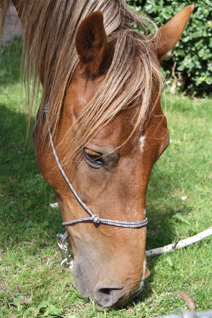 Anden særlig race |Sigurd| GL. Part.. - 15# sigurd´s flotte hoved<3 Foto: sussie :)<3 billede 15