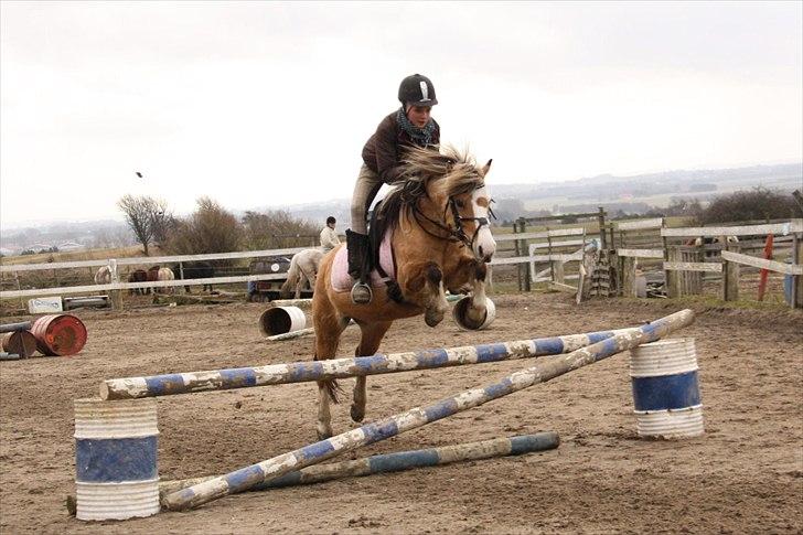 Anden særlig race Princess R.I.P †SOULMATE† - 8 dage inden du forlød mig, sprang vi vores sidste bane sammen! Den sidste springundervisning på min flyvende engel! Du tog mig tættere på himlen! <3 Foto. Jeanett Nørggard<3 billede 19