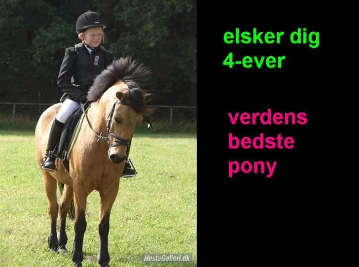 Anden særlig race Løvlunds Prins Valiant billede 15