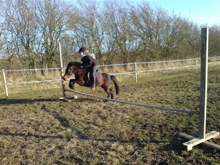Anden særlig race sunflower - amanda springer på marken,  for første gang på sun flower  billede 9