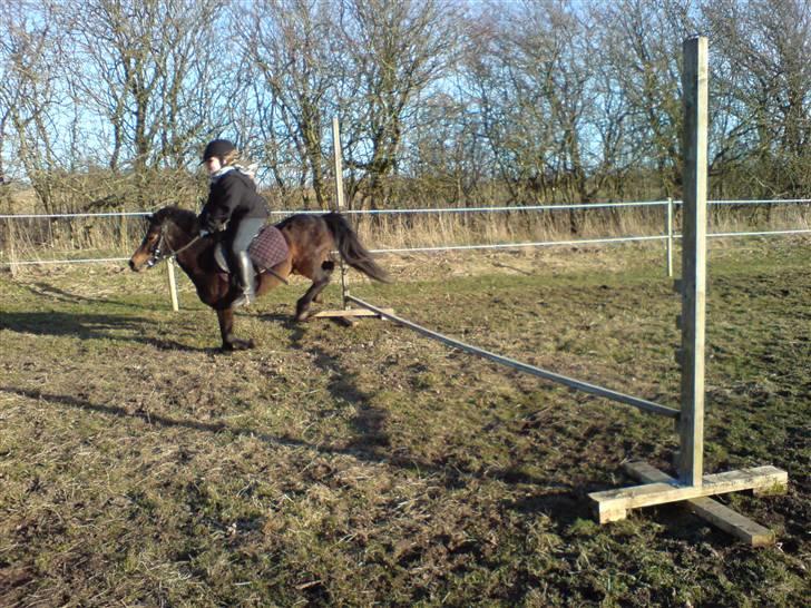 Anden særlig race sunflower billede 10