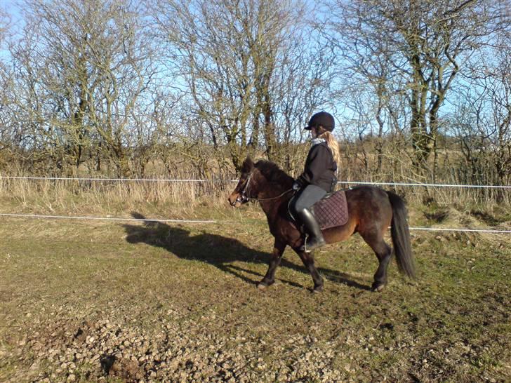 Anden særlig race sunflower billede 11