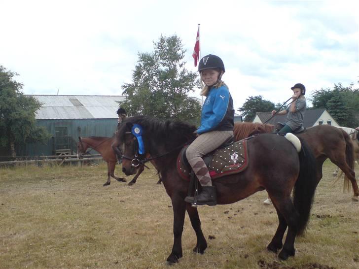 Anden særlig race sunflower billede 12