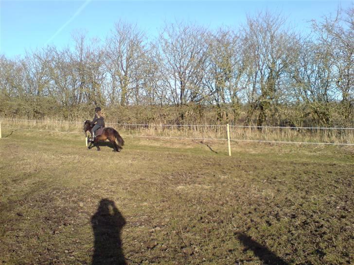 Anden særlig race sunflower - fuld gallop :) billede 13