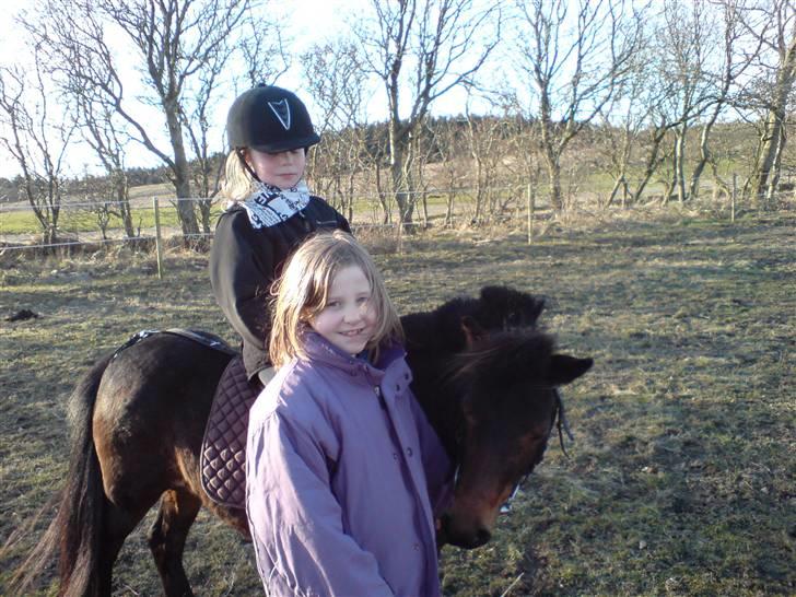 Anden særlig race sunflower - amanda og anne katrine billede 14