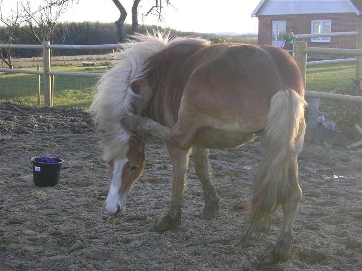 Haflinger Freja * - "Uhh hvor det klør, godt man er så smidig så man kan nå het derop " billede 5