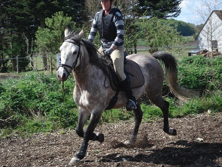 Shagya Araber (SH) Evita - Maj 2011 billede 14