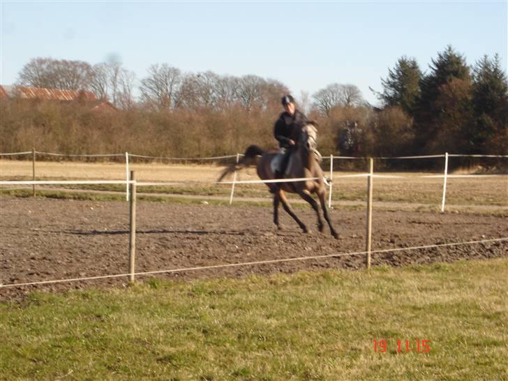 Shagya Araber (SH) Evita - JUBIII!! billede 15