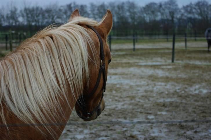 Palomino Lykkesholm's Smeagel - Tak for kigget. :0) billede 20