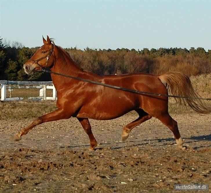 Frederiksborg Kiara - En eftermiddag på Landlyst i longen "foto Annika" billede 16