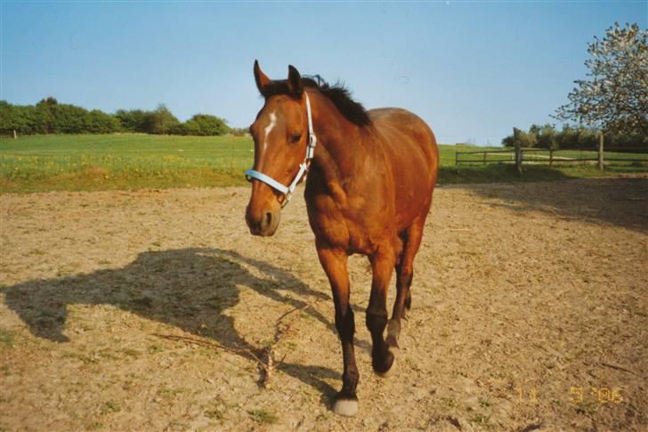 Traver Satan/Shetan - Shétan som 15-årig. billede 19