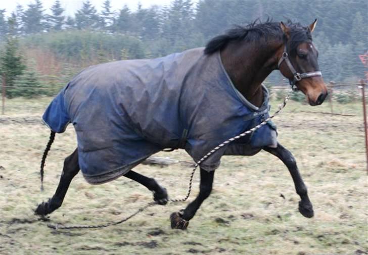 Dansk Varmblod lundebakken's gordon-diva - 4. lille basse på fold.. den har IKKE normalt tov på men han synes lige han vil vise sig frem (foto MCM) billede 3