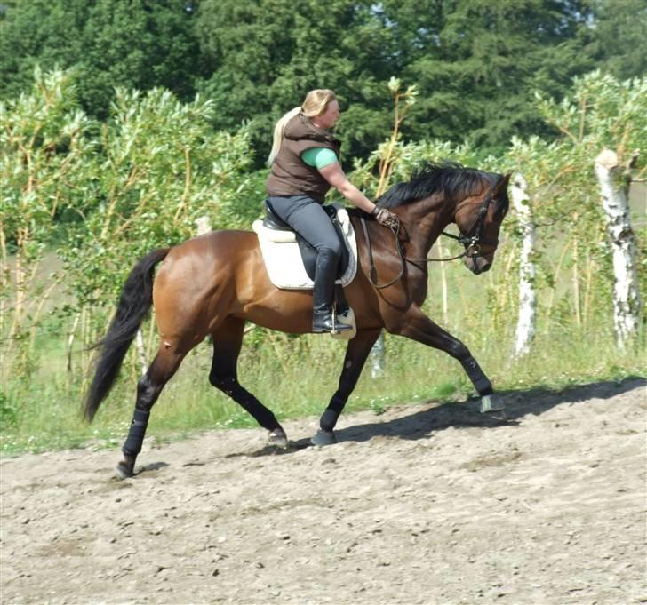 Dansk Varmblod lundebakken's gordon-diva - 6. jeg var lige oppe og sætte lille manden på plads (foto louise dahl) billede 7
