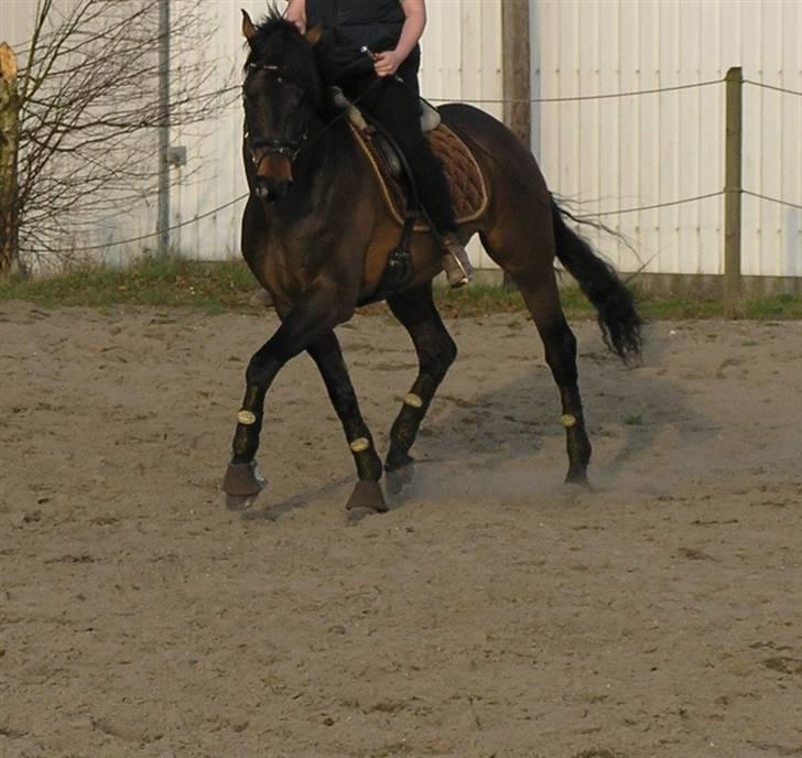 Dansk Varmblod lundebakken's gordon-diva - 7. jeg og lille mand lidt til siden (foto louise dahl) billede 19