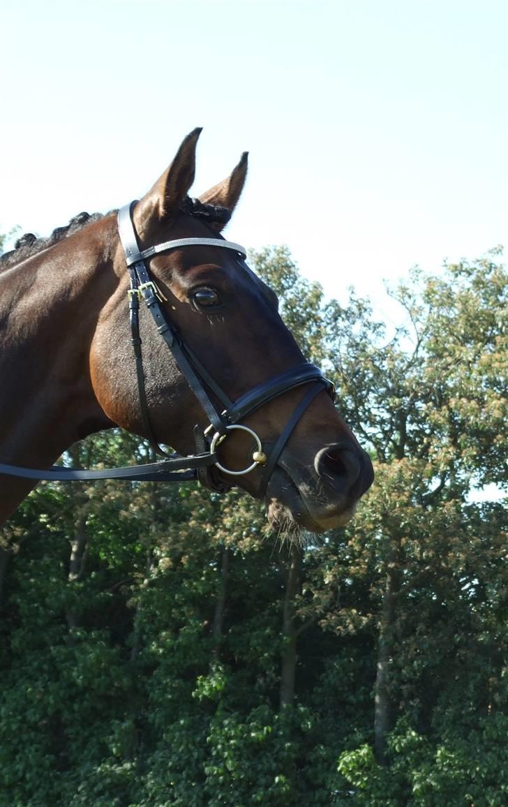 Dansk Varmblod lundebakken's gordon-diva - 11. er jeg ikke smuk billede 20