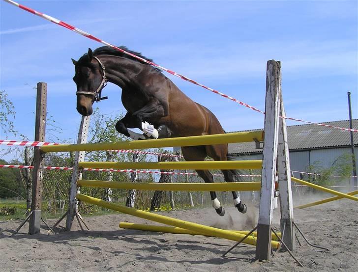 Dansk Varmblod lundebakken's gordon-diva - 12. selv om det er en dressur hest kan han også springe lidt billede 14