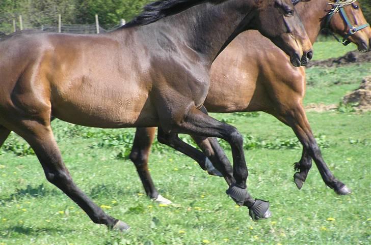 Dansk Varmblod lundebakken's gordon-diva - 14. galop hen over folden billede 15