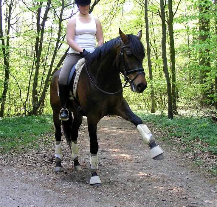 Dansk Varmblod lundebakken's gordon-diva - 16. meget artig hest........... eller nej... billede 10