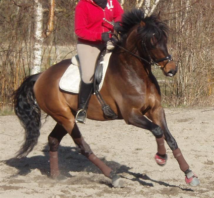 Dansk Varmblod lundebakken's gordon-diva - 17. lidt galop billede 9