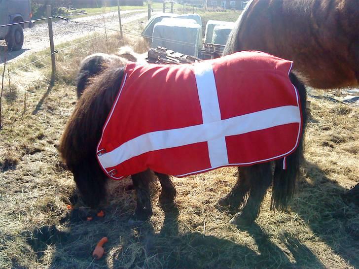 Anden særlig race stella aka madam :D - DM vinder :D  billede 6