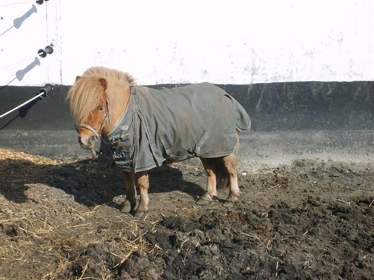 Shetlænder Junker himmelhest billede 6