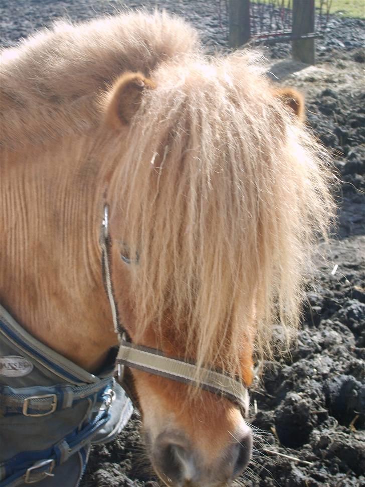 Shetlænder Junker himmelhest billede 7