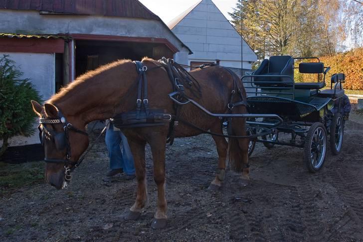 Anden særlig race JENKA   DØD Den 23/4-09 - træt efter en køre tur i skoven billede 10