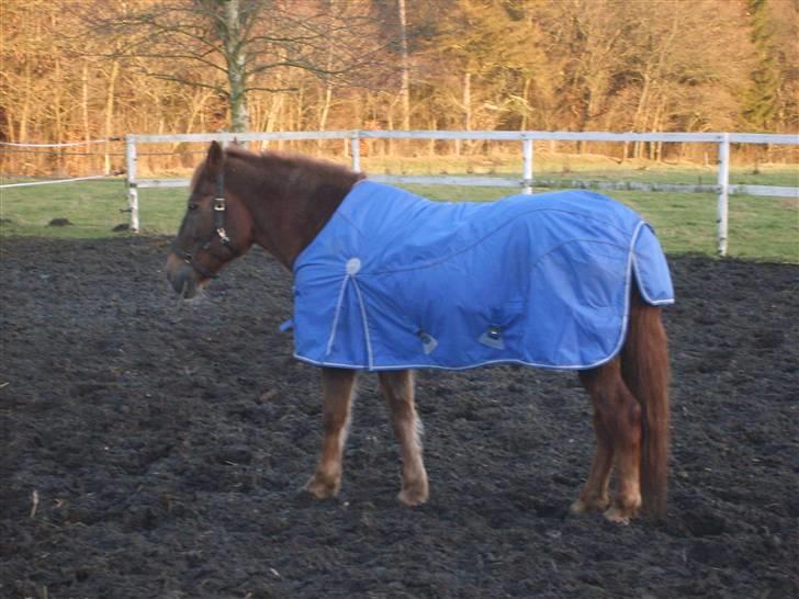 Anden særlig race JENKA   DØD Den 23/4-09 billede 11