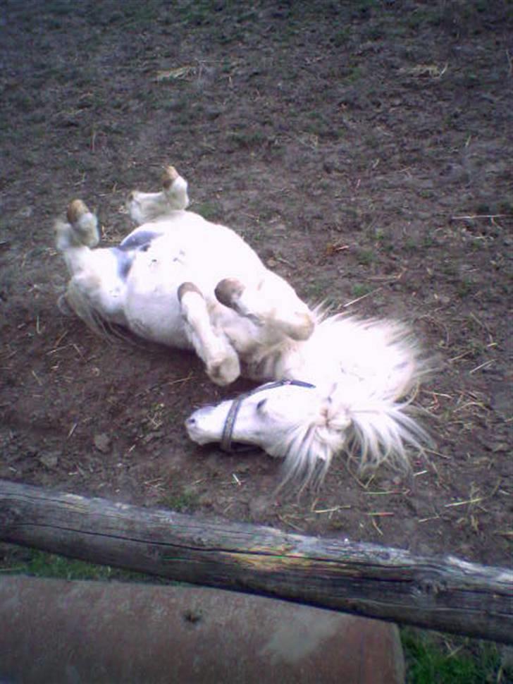 Welsh Mountain (sec A) Speedy (AFLIVET) - speedy den skønne billede 1