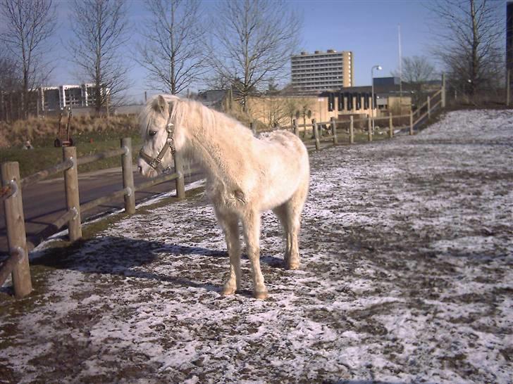 Welsh Mountain (sec A) Speedy (AFLIVET) - har haft ham til pony ballet billede 2