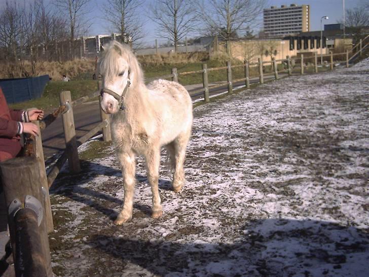 Welsh Mountain (sec A) Speedy (AFLIVET) - speedy kigger billede 3