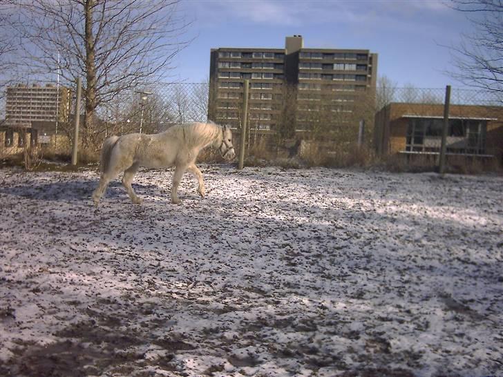 Welsh Mountain (sec A) Speedy (AFLIVET) - speedy begynder at løbe billede 4