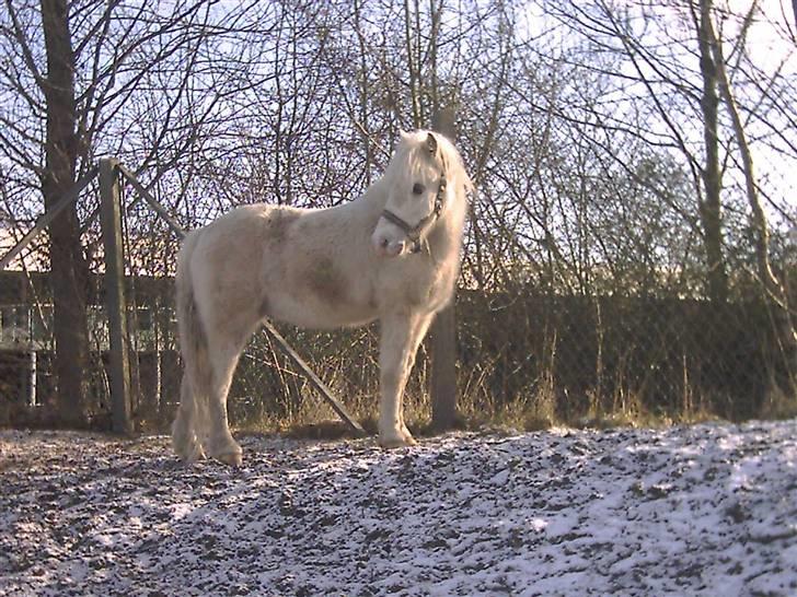Welsh Mountain (sec A) Speedy (AFLIVET) - speedy kigger væk billede 5
