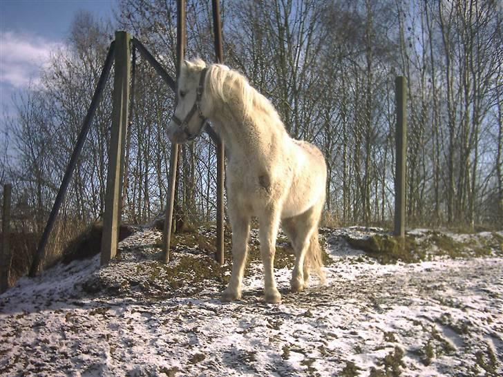 Welsh Mountain (sec A) Speedy (AFLIVET) - speedy kigger væk billede 6