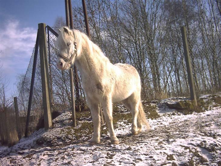 Welsh Mountain (sec A) Speedy (AFLIVET) - speedy kigger billede 7