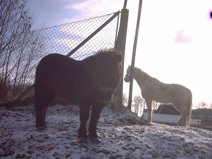 Welsh Mountain (sec A) Speedy (AFLIVET) - dolfus og speedy billede 8