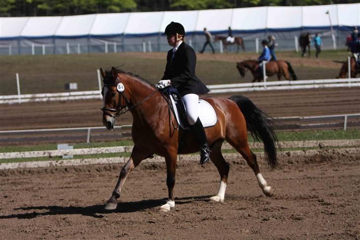 Irsk Sportspony CARLOS - Morsø 08, La4 her i middelgallop igen. billede 8