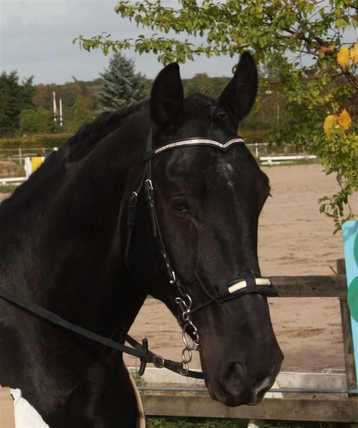 Oldenborg Negro billede 1