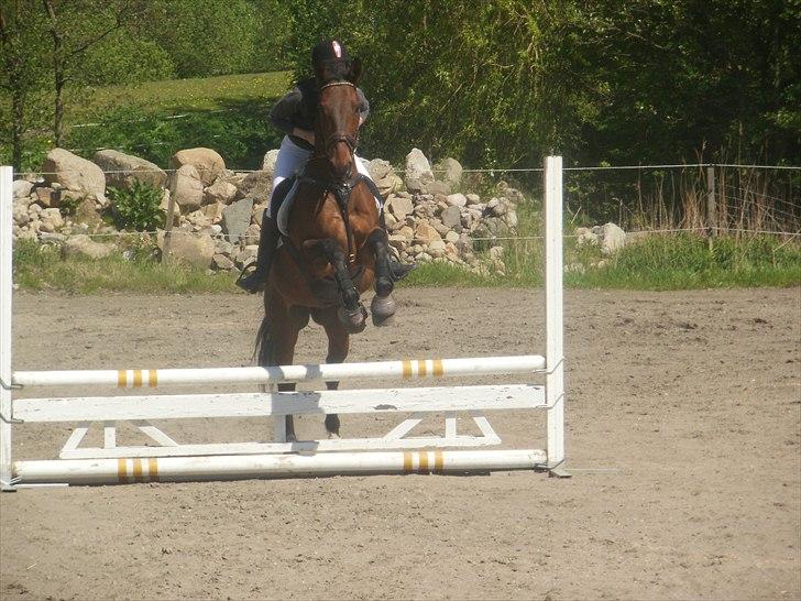 Anglo Araber (AA) Donna Van Vrå - Springstævne d.8 Maj 2011 70 cm  billede 5