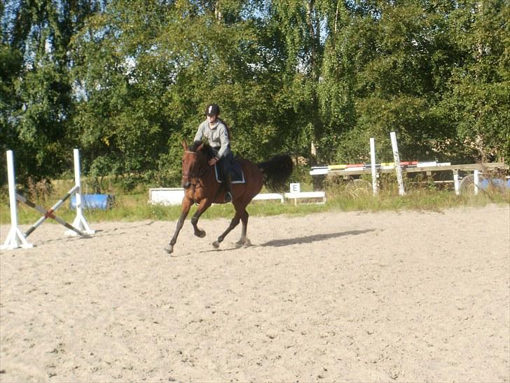 Anglo Araber (AA) Donna Van Vrå billede 6