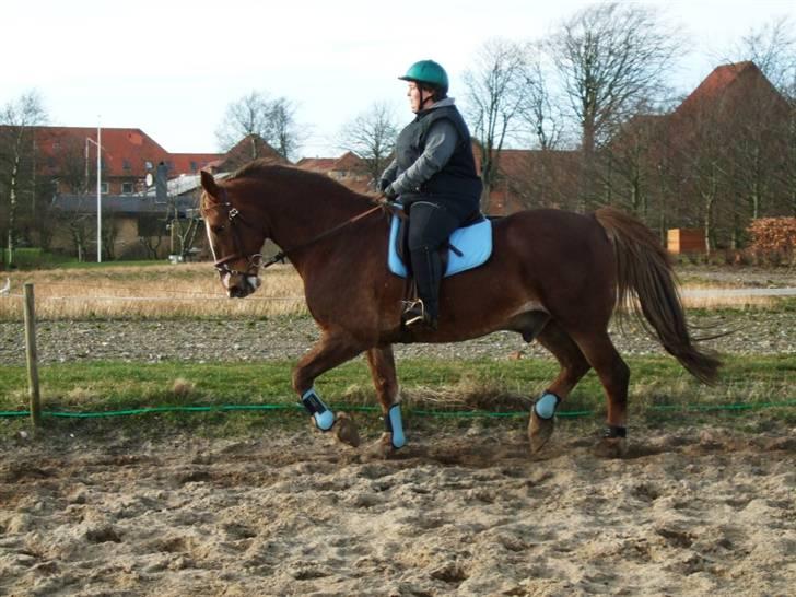 Anden særlig race Coco *R.I.P.* dejlige hest - Træning 20. Marts 2009 billede 5