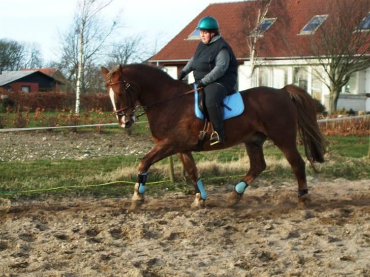 Anden særlig race Coco *R.I.P.* dejlige hest - Træning 20. Marts 2009 billede 8