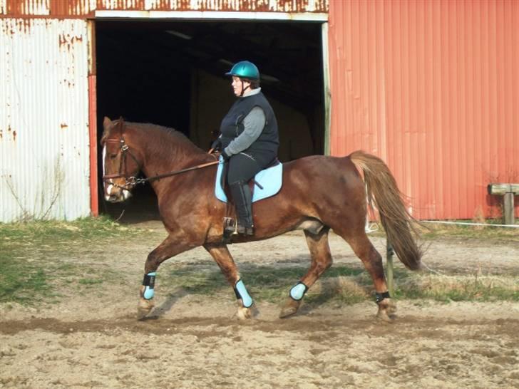 Anden særlig race Coco *R.I.P.* dejlige hest - Træning 20. Marts 2009 billede 9